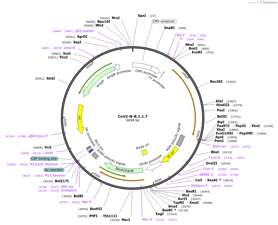177958-plasmid-map-sequence-id-376958