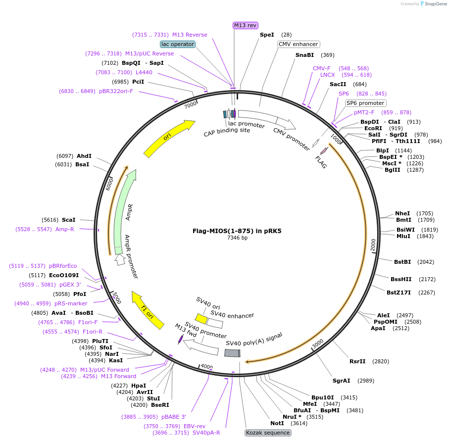 184561-plasmid-map-sequence-id-376959