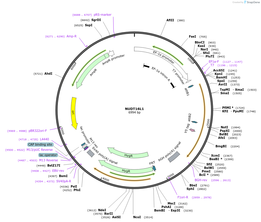 155795-plasmid-map-sequence-id-376962