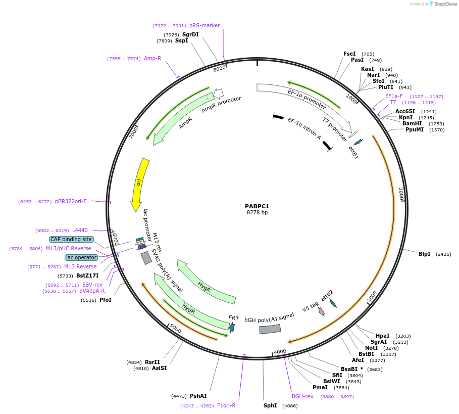 155805-plasmid-map-sequence-id-376964
