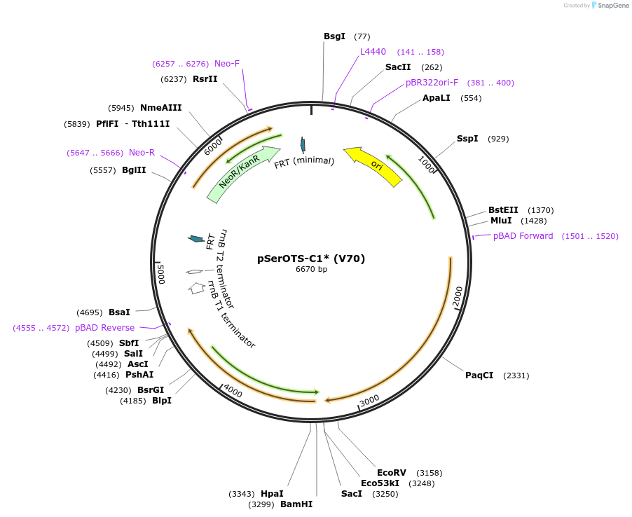 188537-plasmid-map-sequence-id-376966