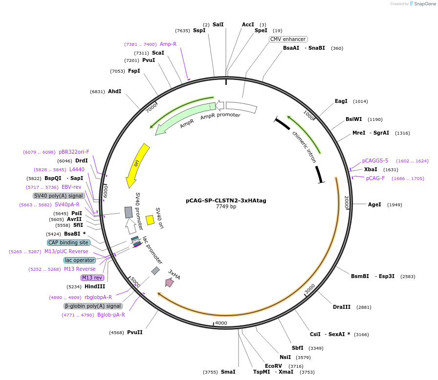 191693-plasmid-map-sequence-id-376968