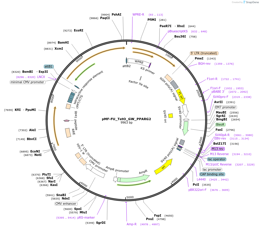 193289-plasmid-map-sequence-id-376979