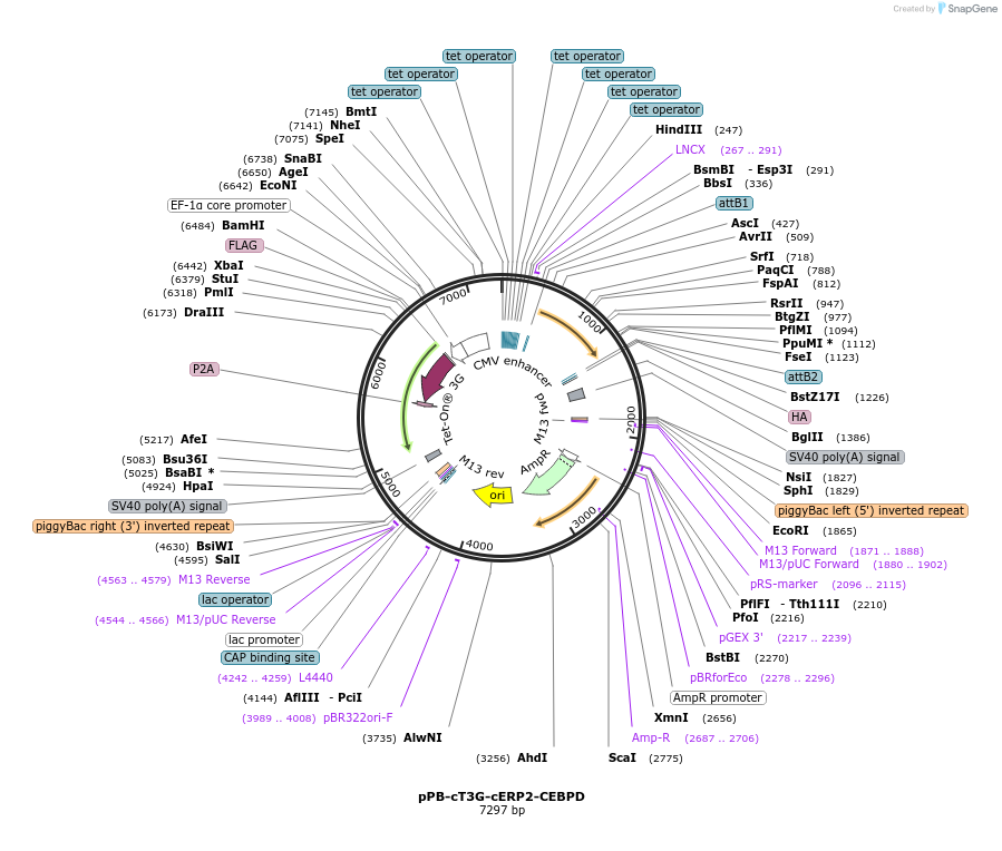 192897-plasmid-map-sequence-id-376980