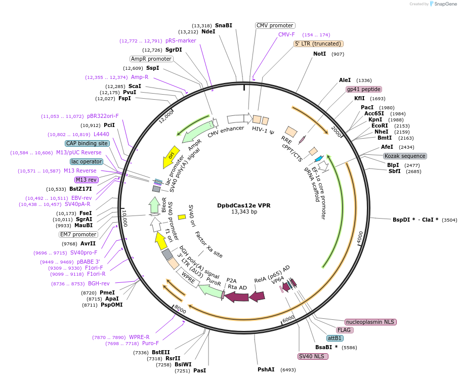 188515-plasmid-map-sequence-id-376997