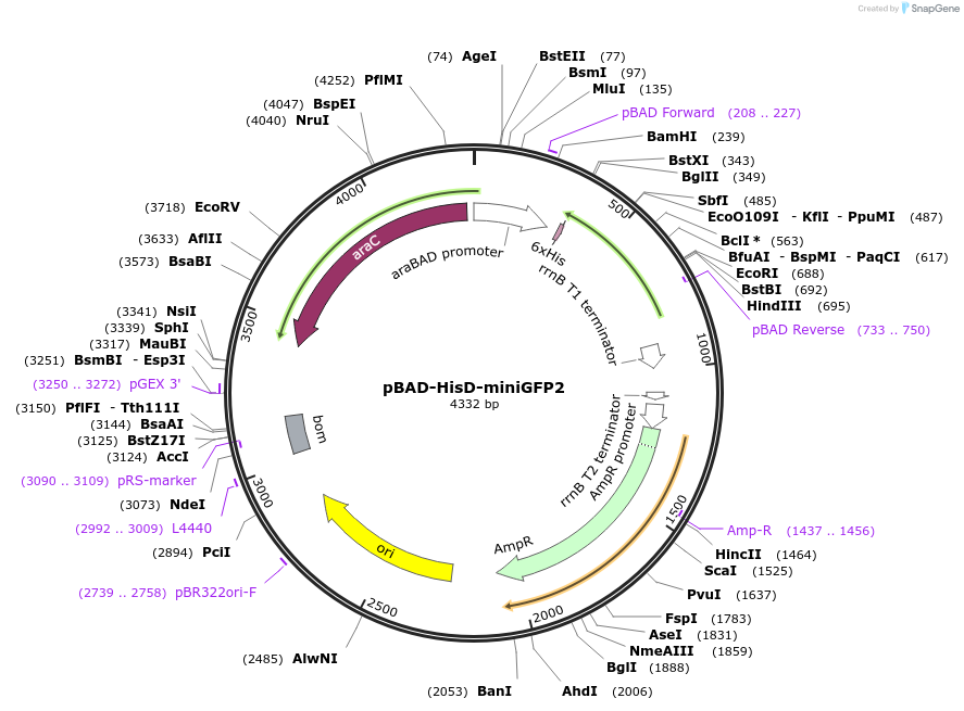 188897-plasmid-map-sequence-id-377008