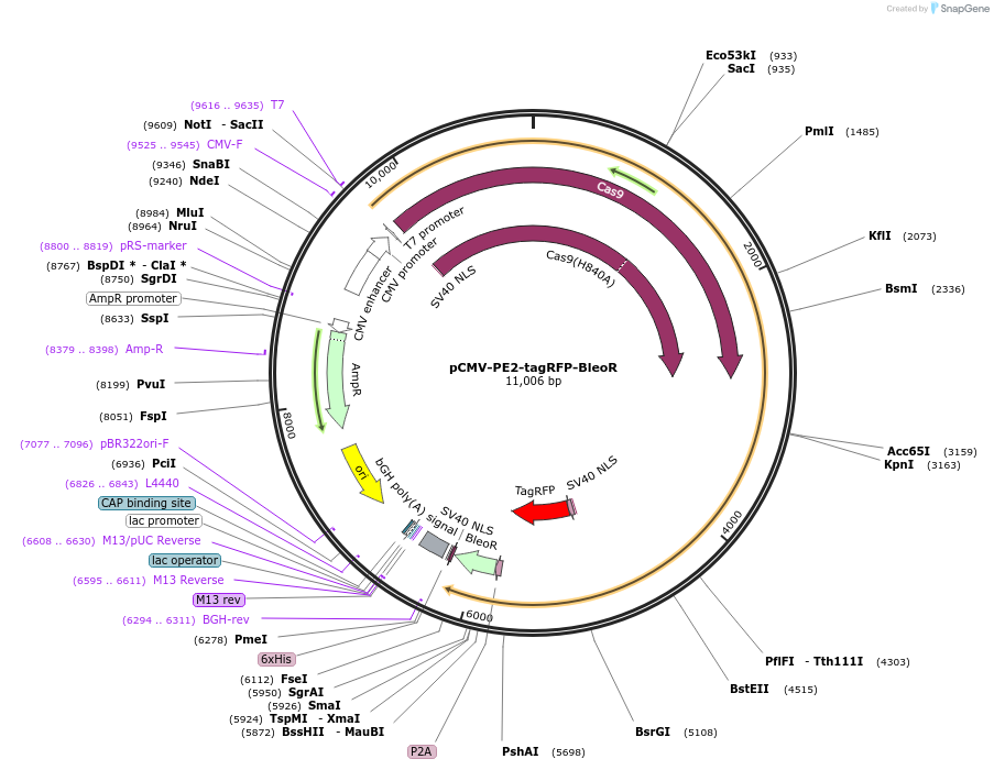 192508-plasmid-map-sequence-id-377009