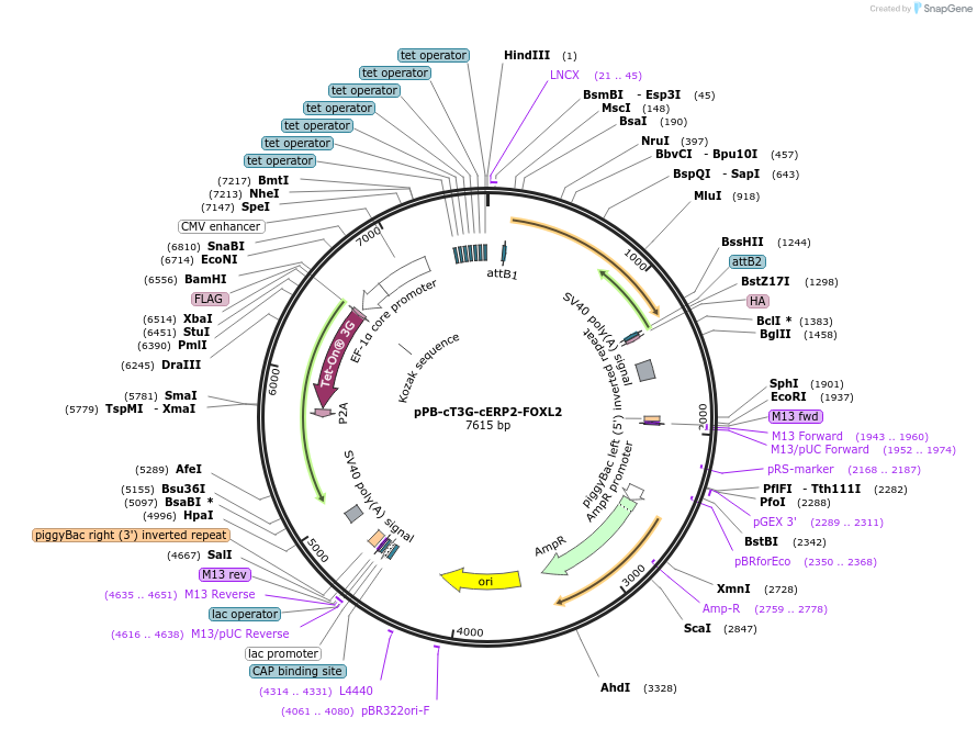 192914-plasmid-map-sequence-id-377018