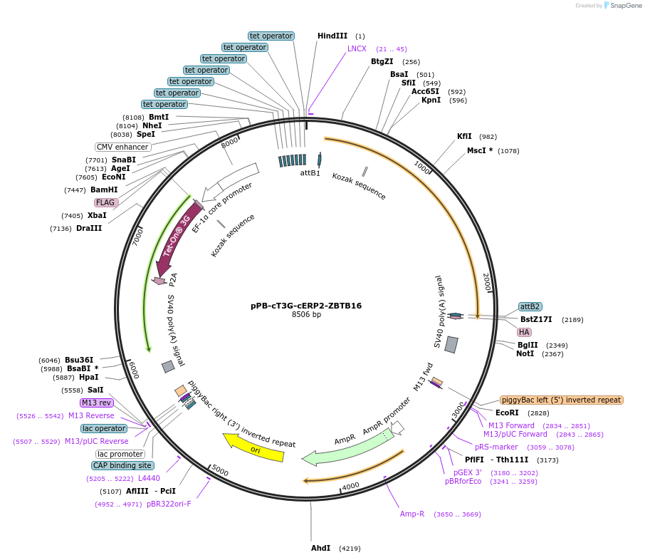 192903-plasmid-map-sequence-id-377027