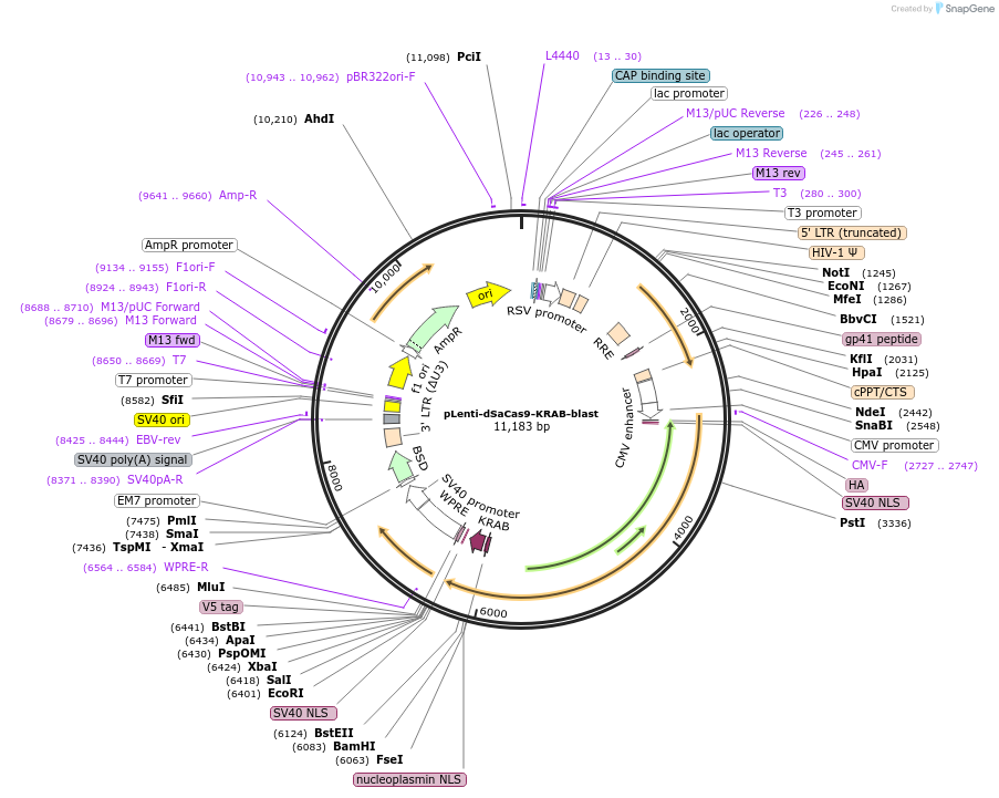 191654-plasmid-map-sequence-id-377029