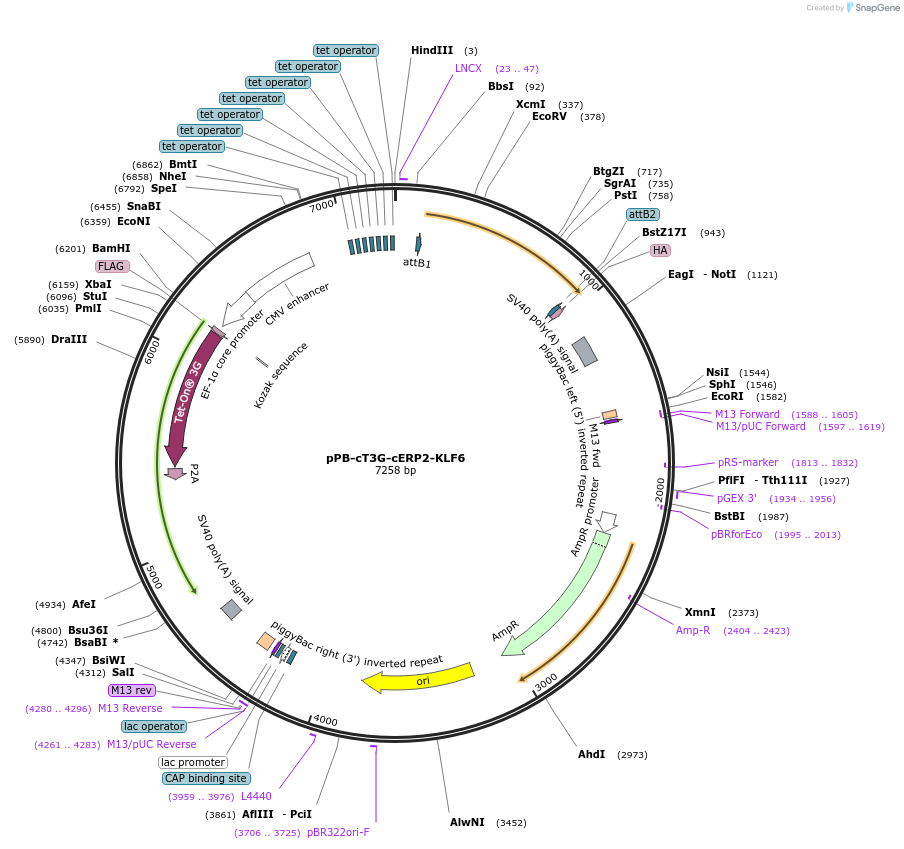 192909-plasmid-map-sequence-id-377032