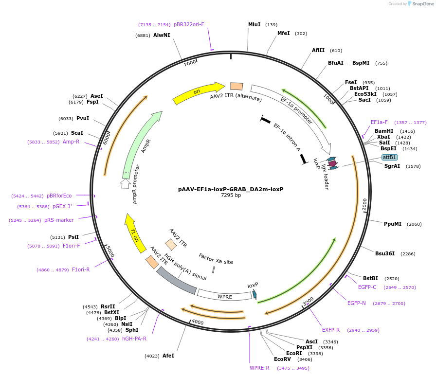 189751-plasmid-map-sequence-id-377033