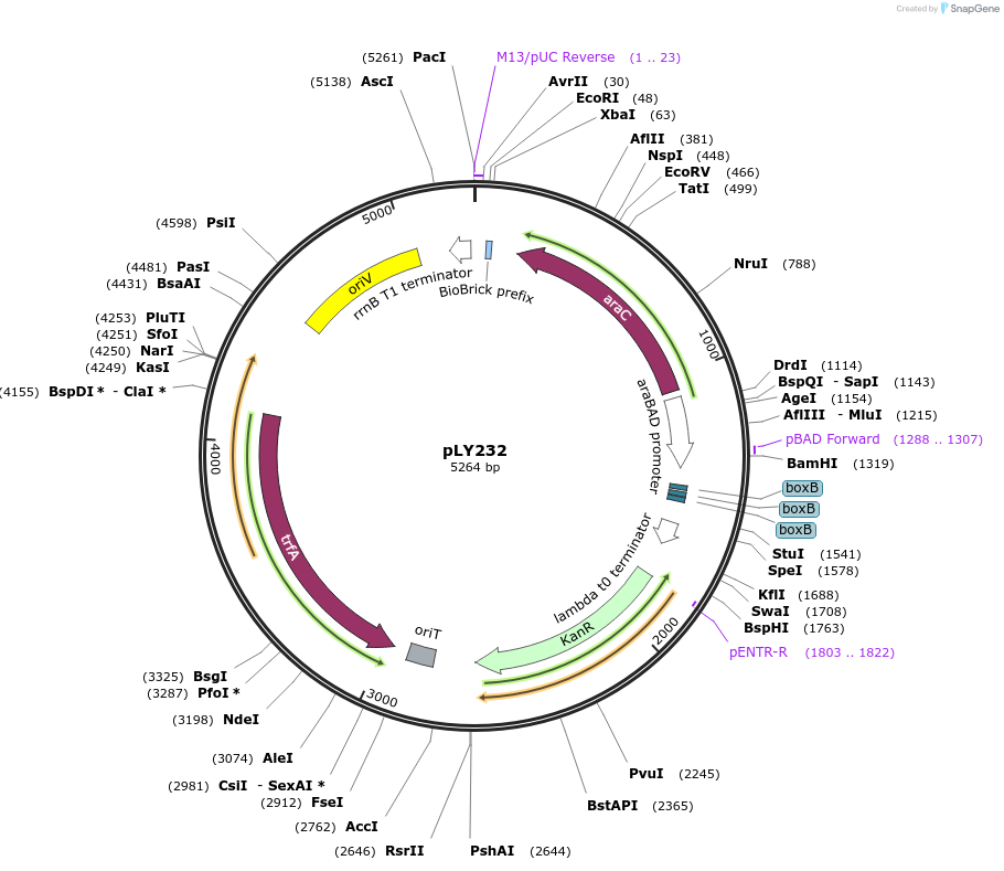 184149-plasmid-map-sequence-id-377034