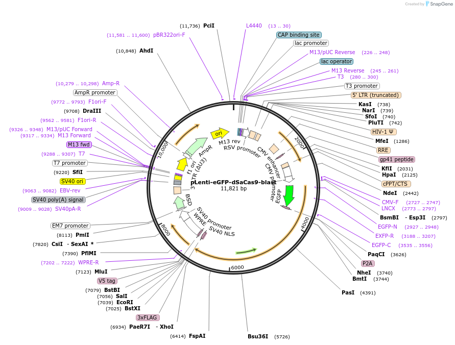 191653-plasmid-map-sequence-id-377036