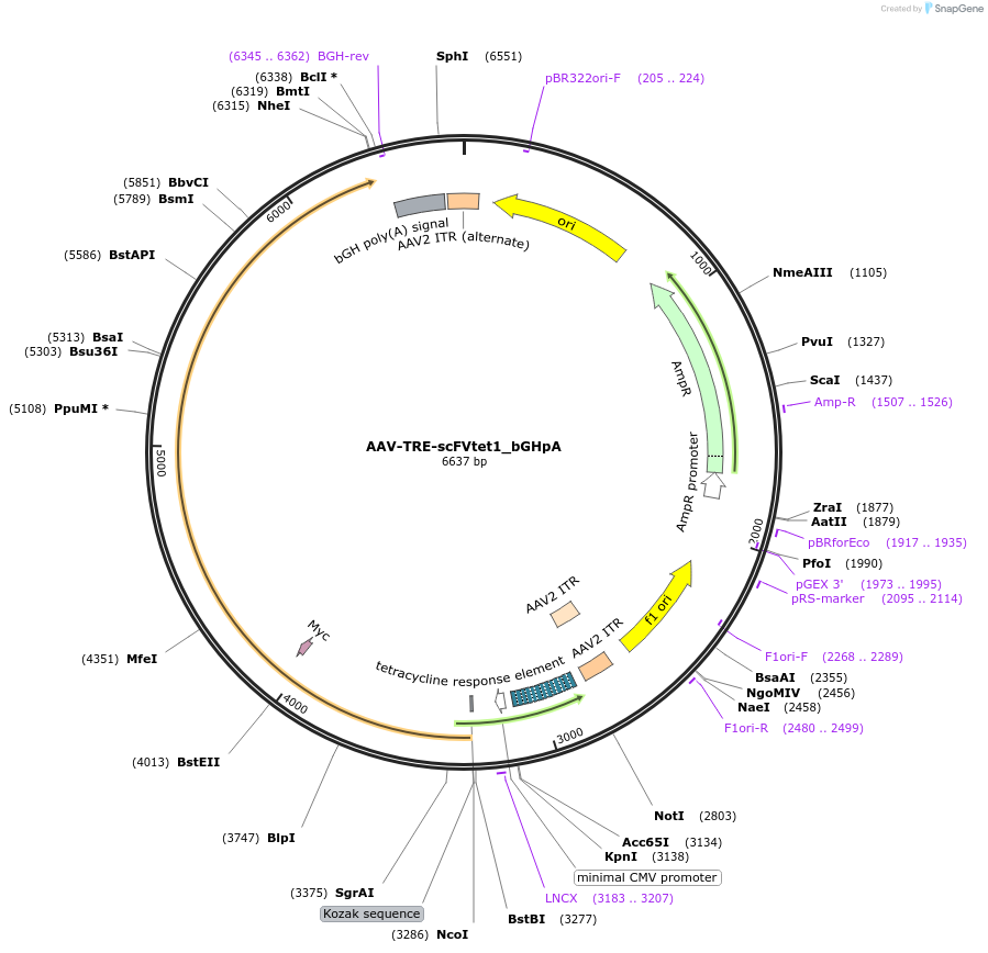 177357-plasmid-map-sequence-id-377038