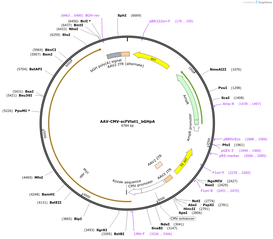 177351-plasmid-map-sequence-id-377039