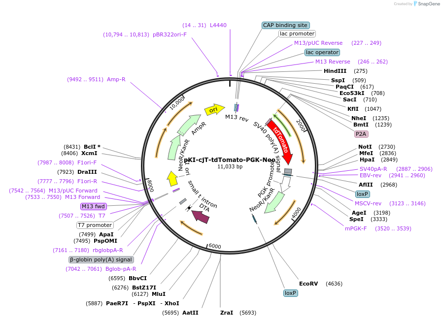 186173-plasmid-map-sequence-id-377041