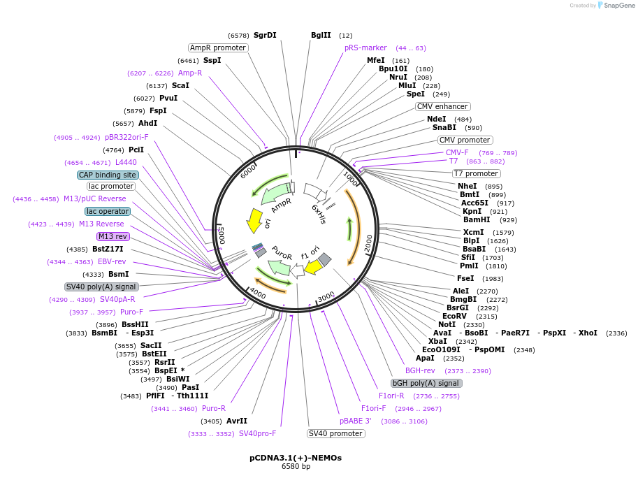189931-plasmid-map-sequence-id-377043