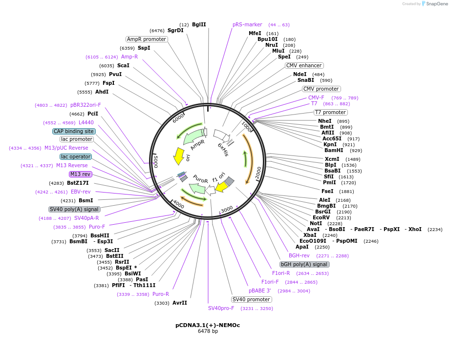 189933-plasmid-map-sequence-id-377045