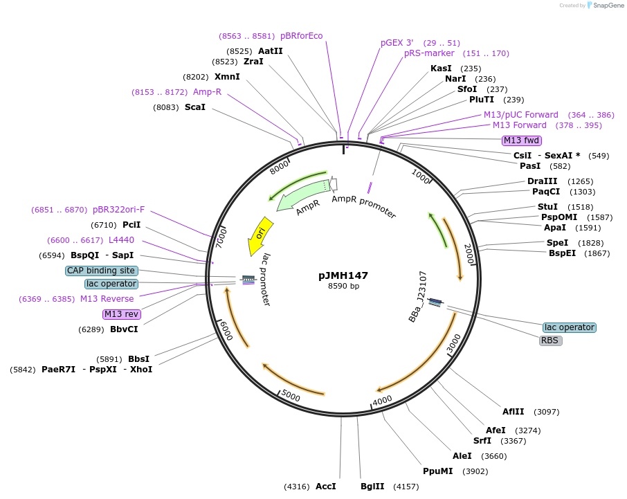 186647-plasmid-map-sequence-id-377047