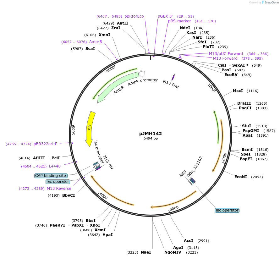 186645-plasmid-map-sequence-id-377049