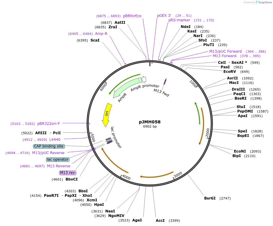 186640-plasmid-map-sequence-id-377053