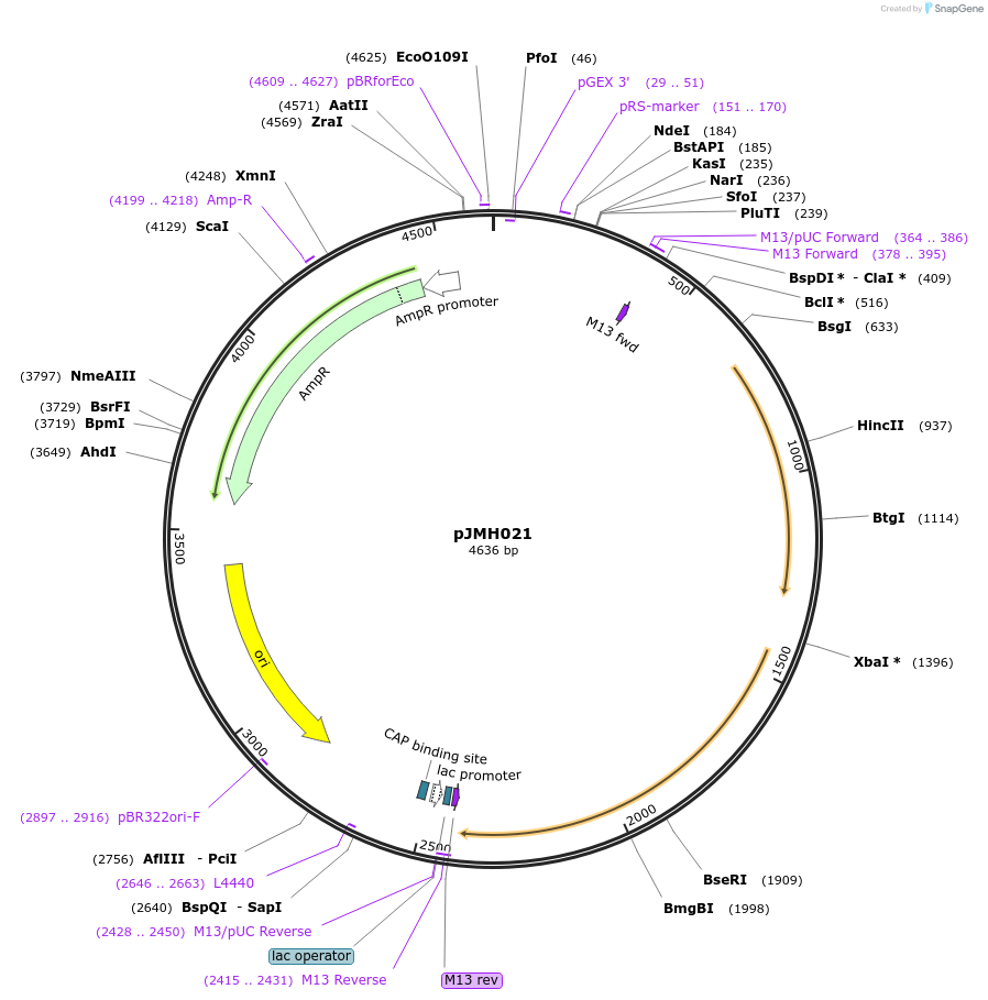 186634-plasmid-map-sequence-id-377057