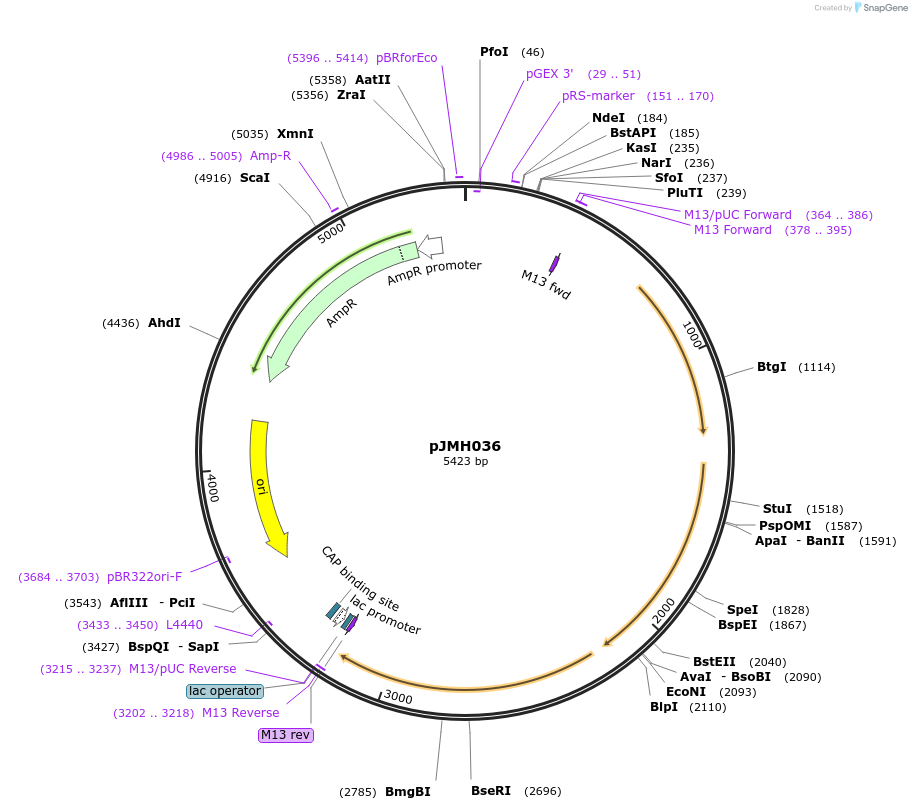 186637-plasmid-map-sequence-id-377061