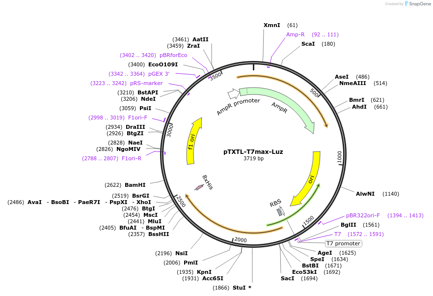 188304-plasmid-map-sequence-id-377064