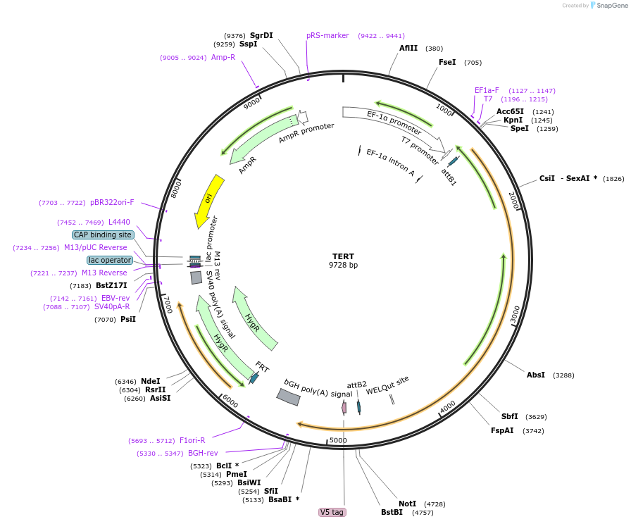 156078-plasmid-map-sequence-id-377074