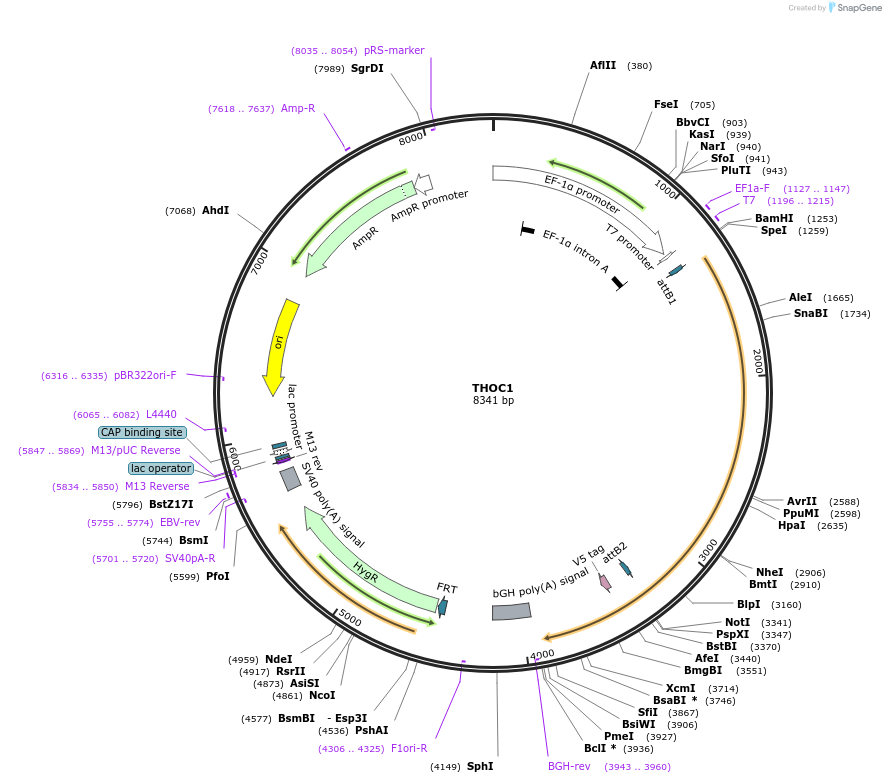 156081-plasmid-map-sequence-id-377075