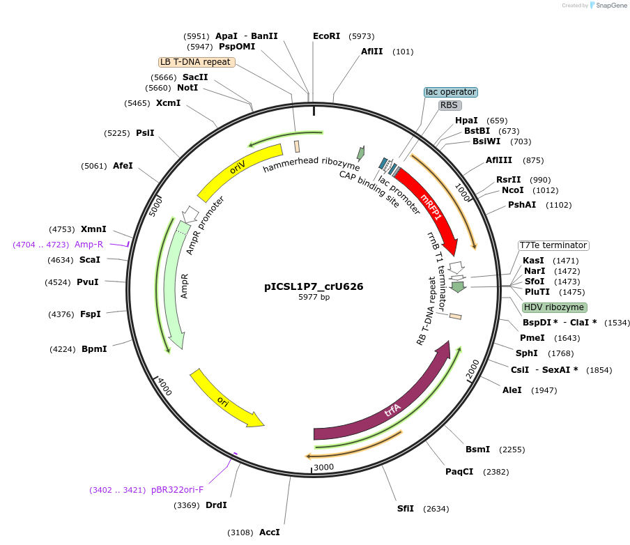 191782-plasmid-map-sequence-id-377101