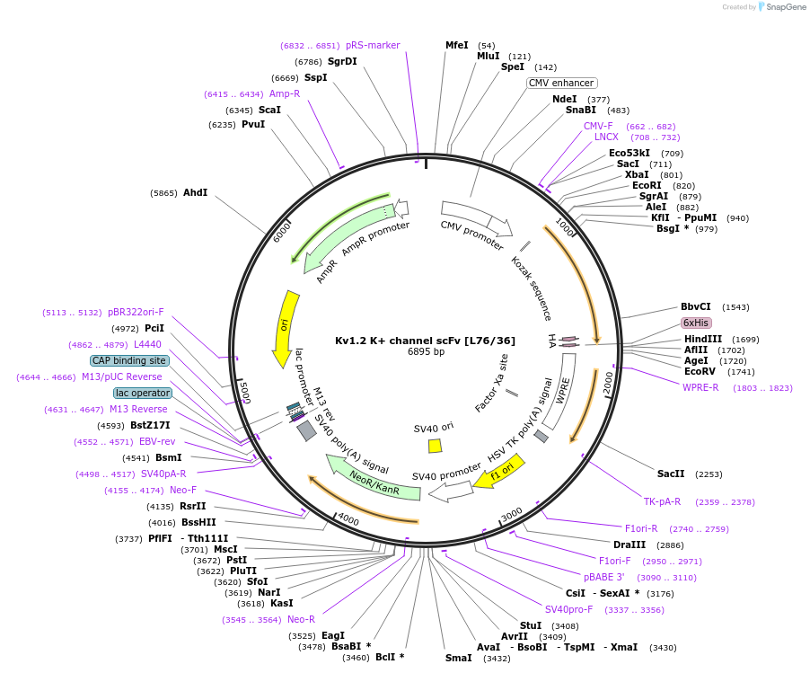 190518-plasmid-map-sequence-id-377122