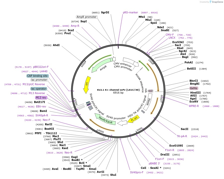 190516-plasmid-map-sequence-id-377124