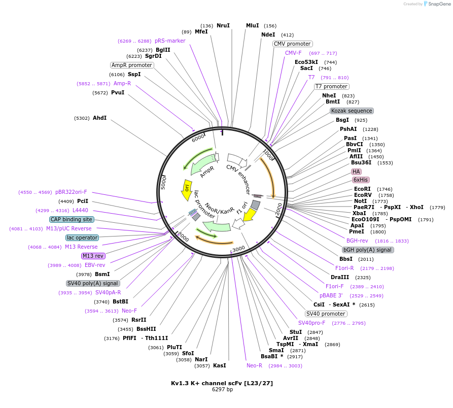 190514-plasmid-map-sequence-id-377127