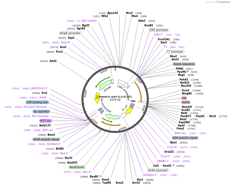 190503-plasmid-map-sequence-id-377139