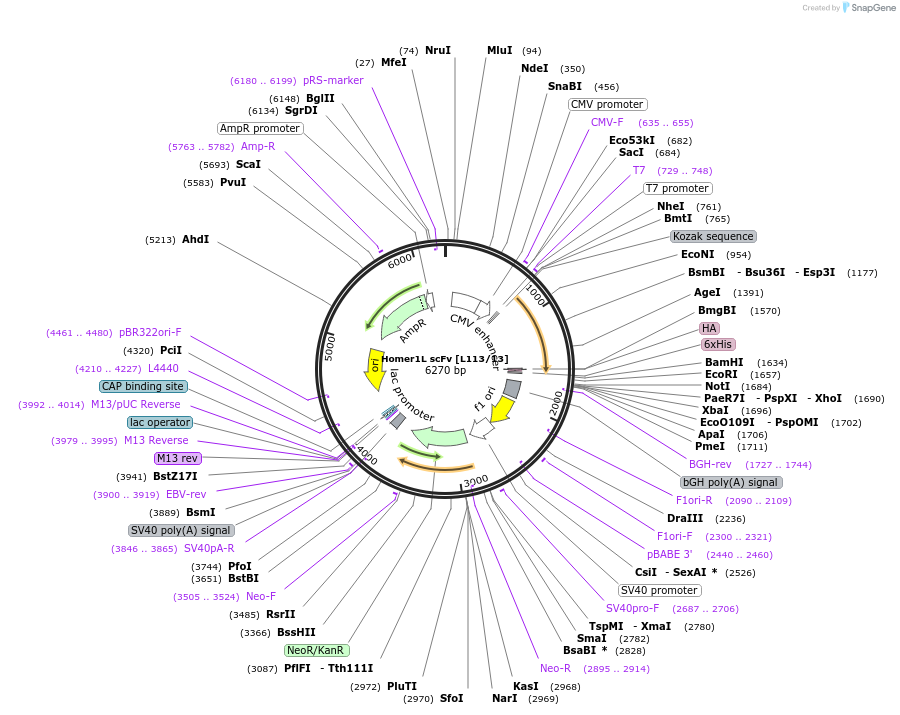 190499-plasmid-map-sequence-id-377146