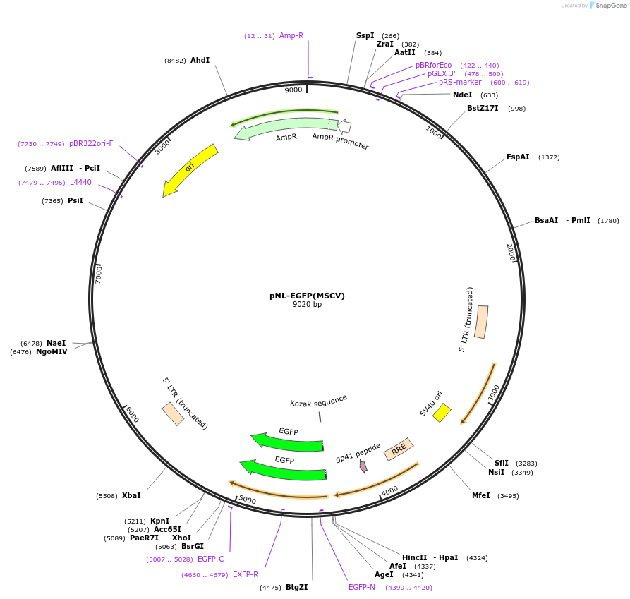 190624-plasmid-map-sequence-id-377150
