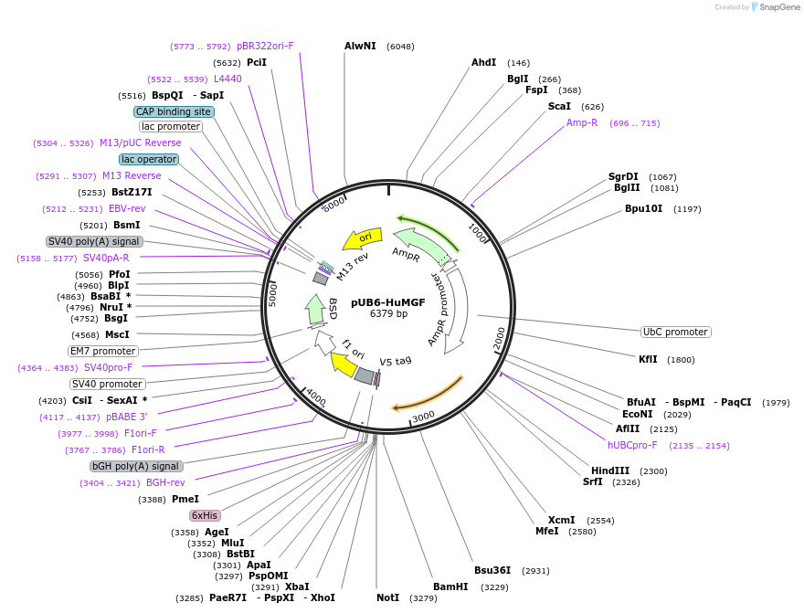 190782-plasmid-map-sequence-id-377166