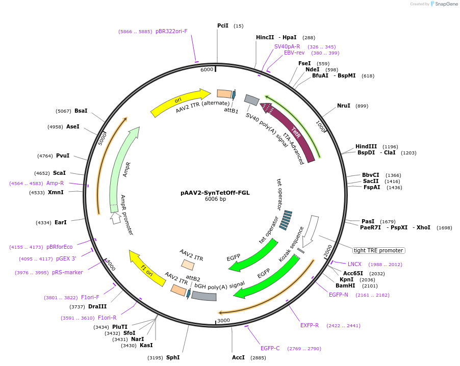 190234-plasmid-map-sequence-id-377169