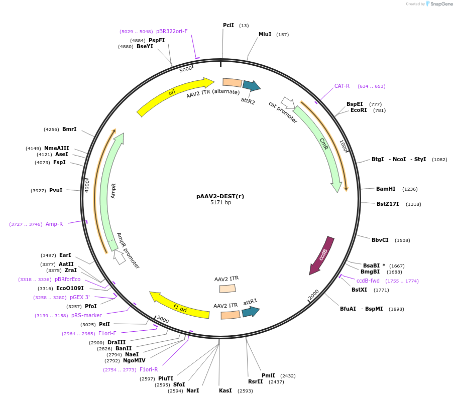 190238-plasmid-map-sequence-id-377175