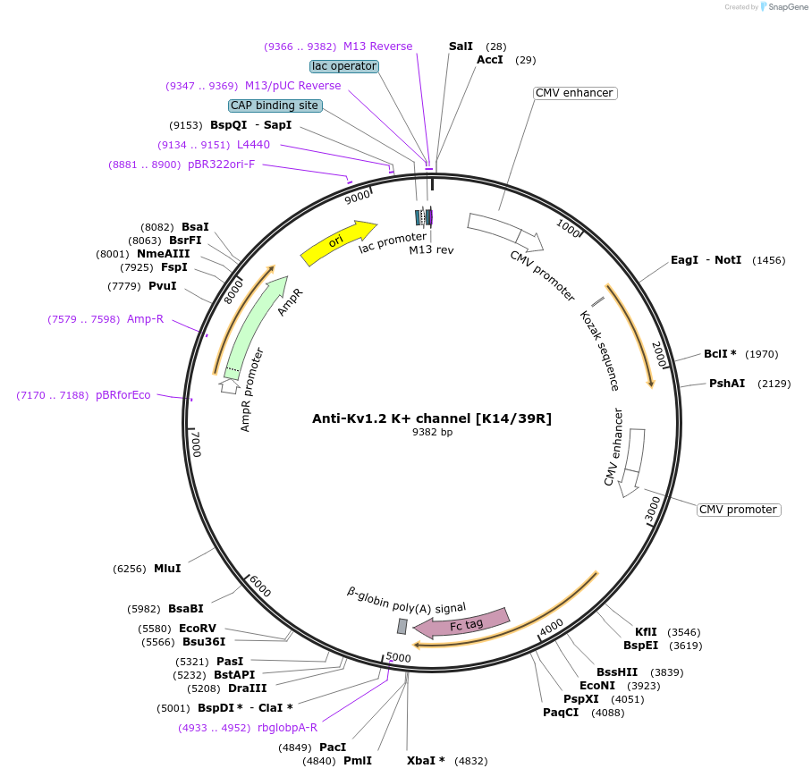 188178-plasmid-map-sequence-id-377183