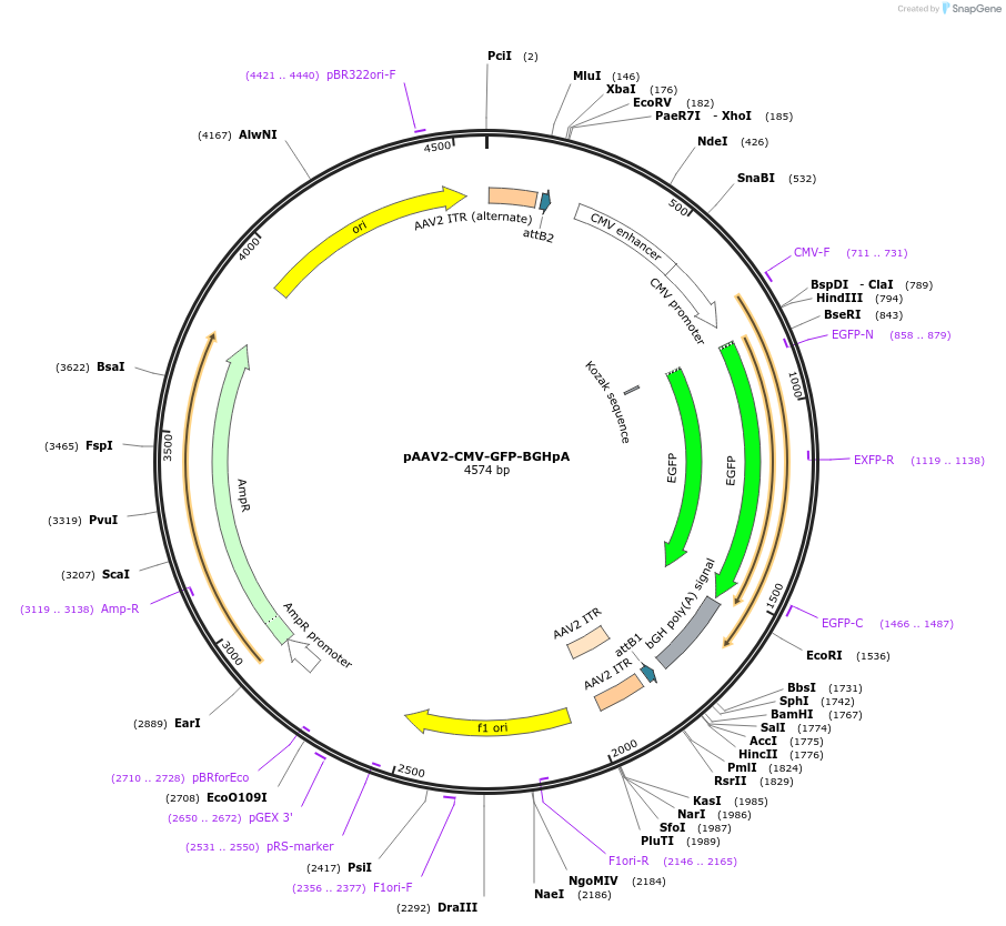 190239-plasmid-map-sequence-id-377185