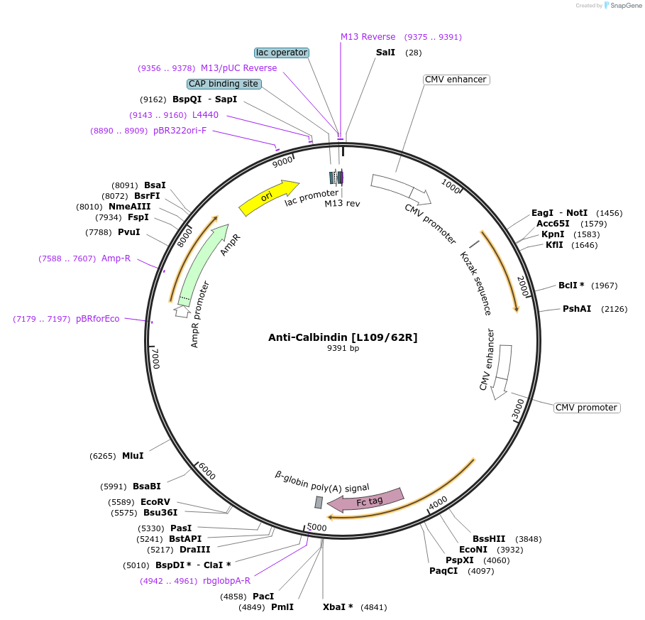188187-plasmid-map-sequence-id-377193