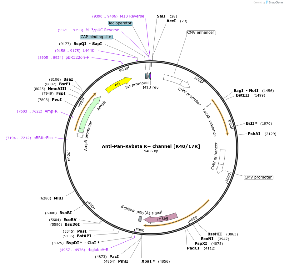 188191-plasmid-map-sequence-id-377196