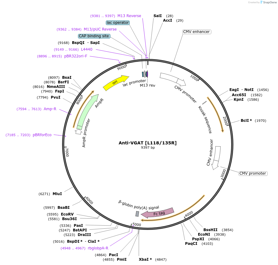 188176-plasmid-map-sequence-id-377197