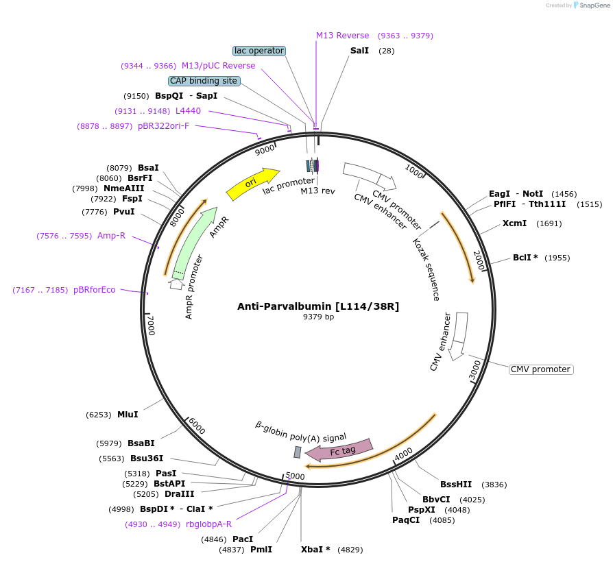 188182-plasmid-map-sequence-id-377198
