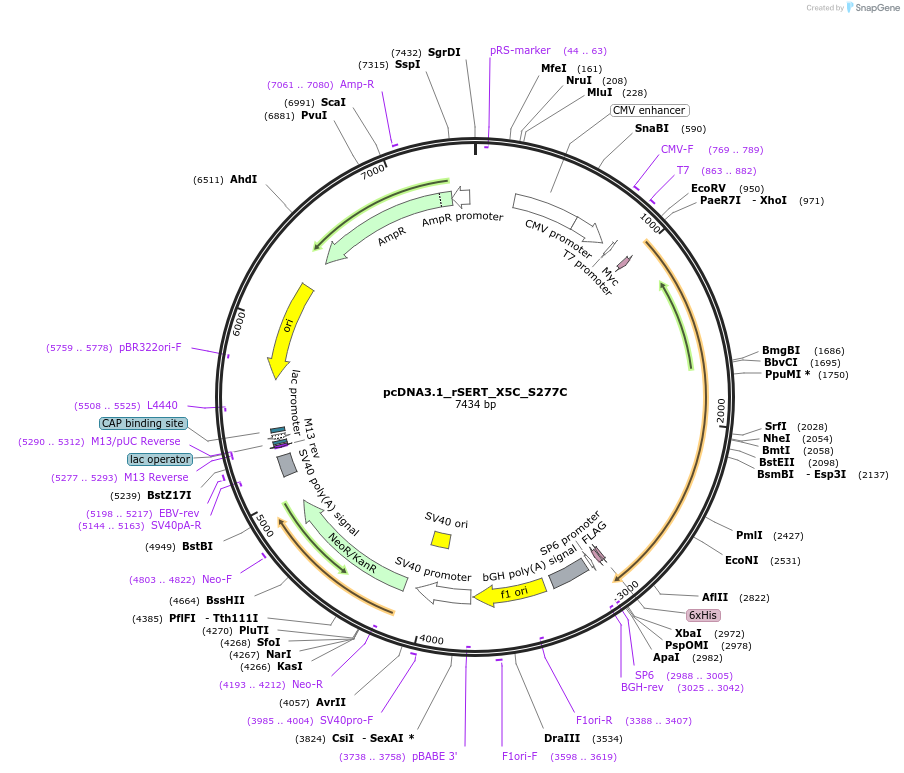 190177-plasmid-map-sequence-id-377201