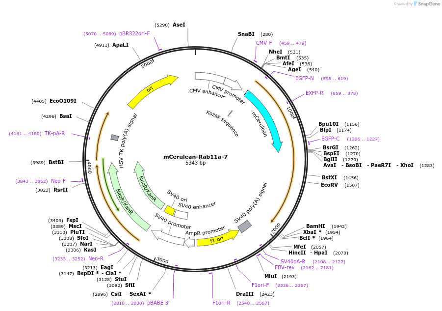 55390-plasmid-map-sequence-id-377205