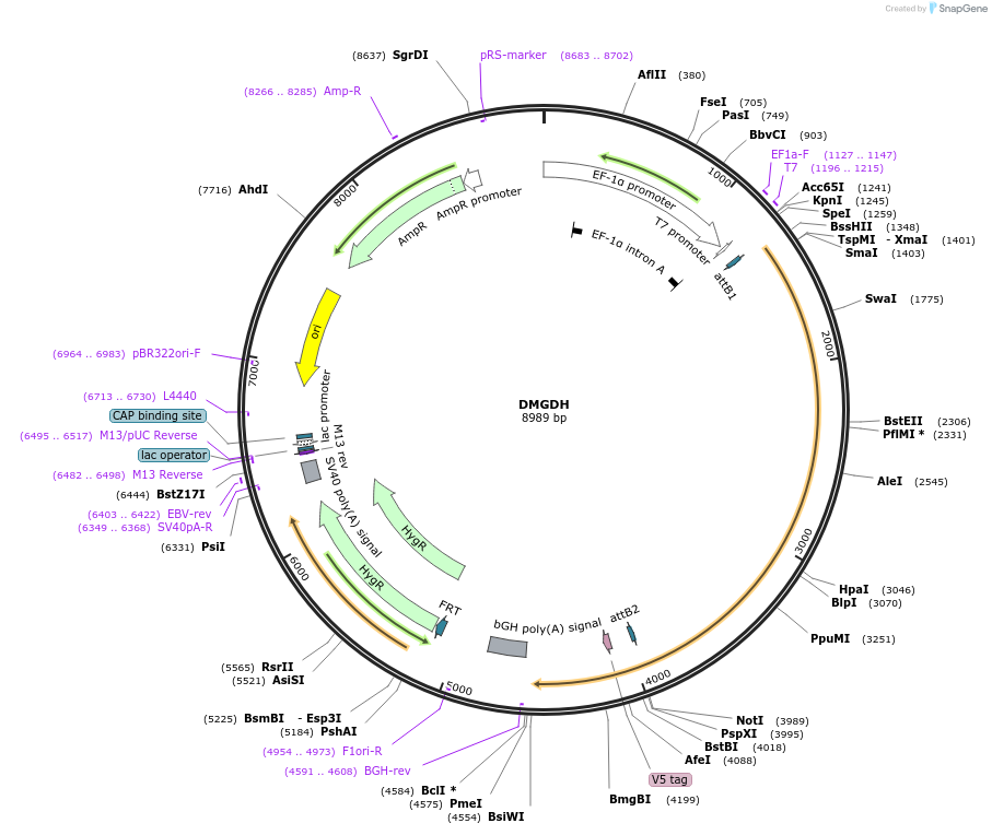 155549-plasmid-map-sequence-id-377208
